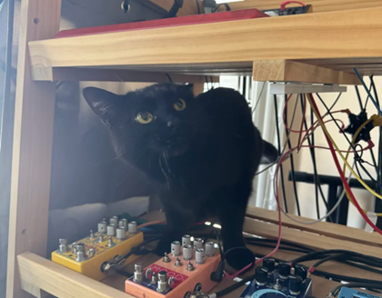 Franklin the black cat climbing into the bread rack